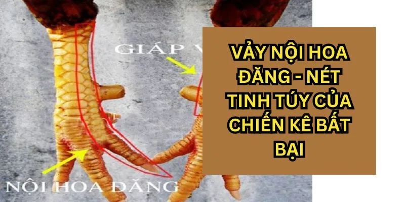 Gà nội hoa đăng sở hữu nhiều tố chất nổi bật