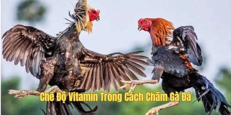 Vitamin yếu tố không thể thiếu trong khẩu phần ăn của gà