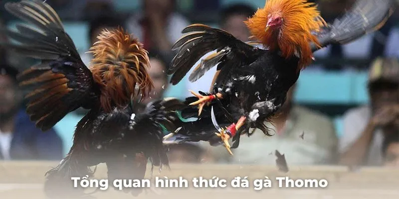 Tổng quan hình thức đá gà Thomo là gì?